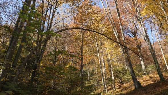 Forest in autumn