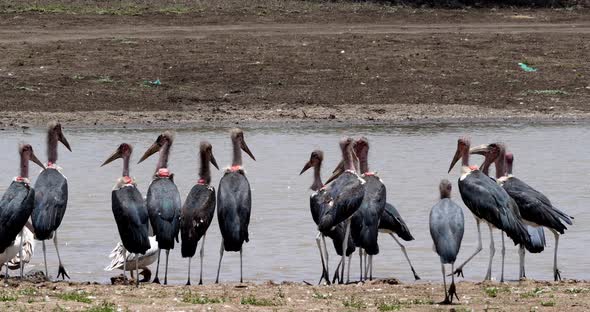 Marabou Stork, leptoptilos crumeniferus, Group near Water, Nairobi Park in Kenya, Real Time 4K