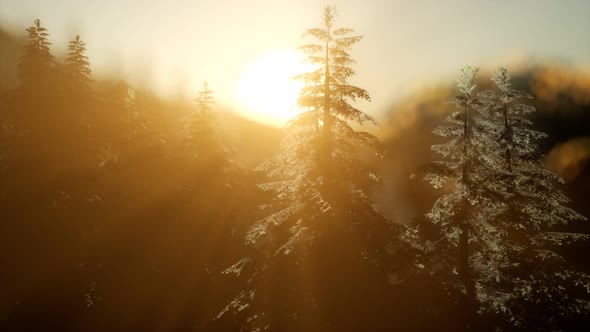 Pine Forest on Sunrise with Warm Sunbeams