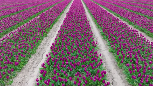 Rows of Purple Tulips in full bloom, Aerial view.