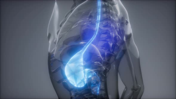 Human Stomach Radiology Exam alt