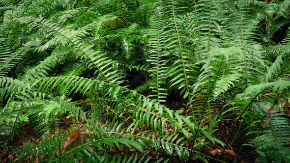 Moving Past Dense Forest Ferns