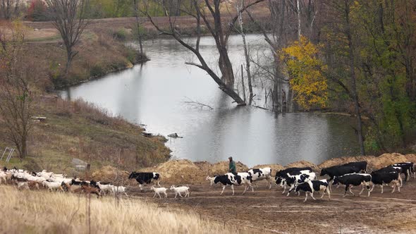 Cows and Goats Walking on Meadow in Fall