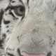 white bengal tiger head shot - VideoHive Item for Sale