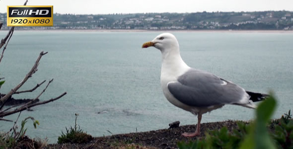 Seagull 1