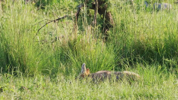 Black Backed Jackal chews on a bone from an old kill in the long grass. Telephoto shot in the Okavan