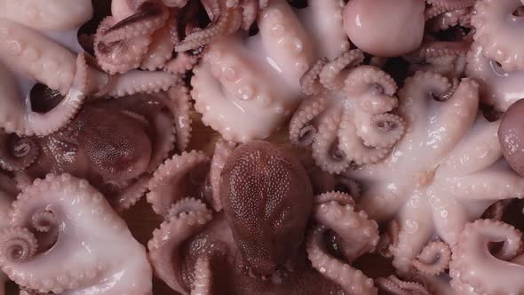 Fresh Baby Octopus 02