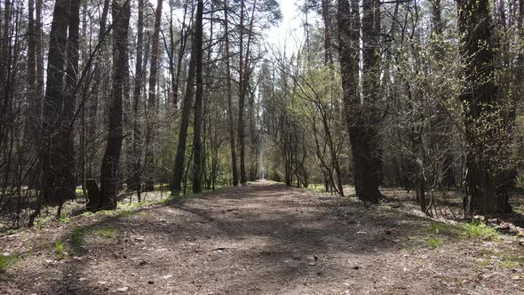 Road in the Forest During the Day Slow Motion