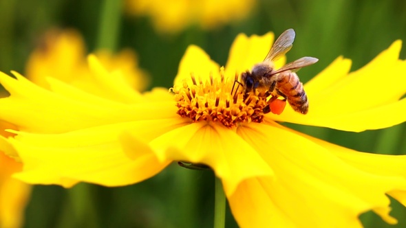 Honeybee 002