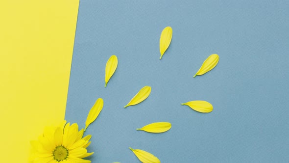 Small Yellow Flower with Flying Petals on a Pastel Background with Copy Space