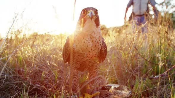 Falcon eagle perching in a grassland