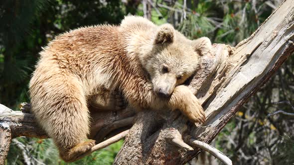 Cute Grizzly Bear