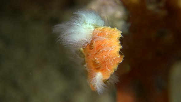 Close up of tail from warty orange frogfish (Antennarius macuatus)