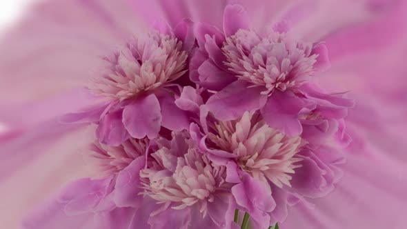 Beautiful Pink Peony Bouquet Open on Pink Background