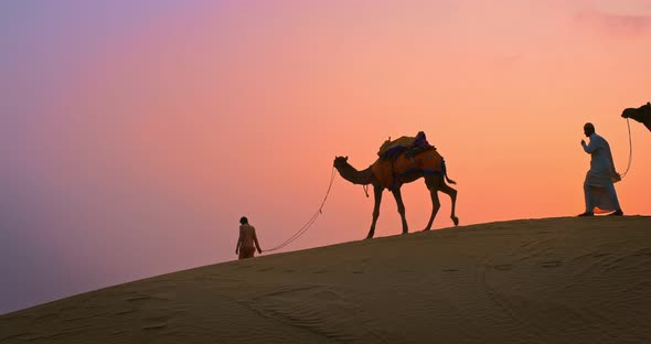 Indian Cameleers (Camel Driver) Bedouin with Camel Silhouettes in Sand Dunes of Thar Desert