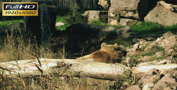 Bear In The Zoo