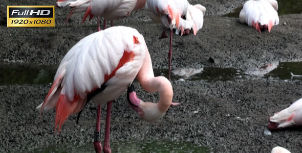 Pink Flamingos