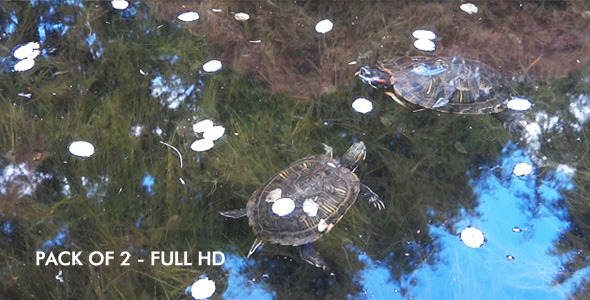 Japanese Garden - Water Turtles - 2-pack