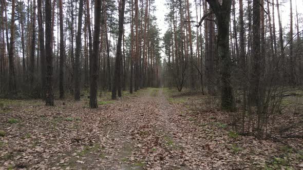 Road in the Forest During the Day Slow Motion