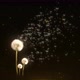 Dandelion Background - VideoHive Item for Sale