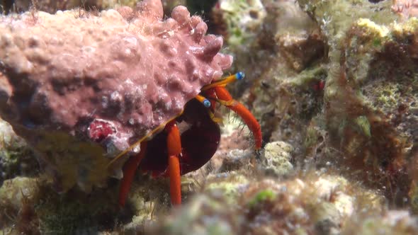 Hermit crab crawling over coral reef at night