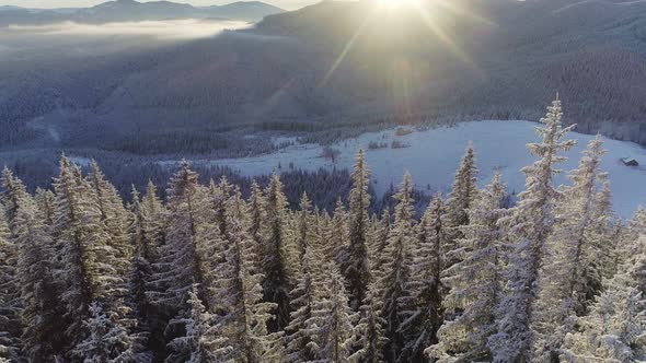 Aerial Shot of Winter Forest and Snow Covered Winter Trees in the Mountains