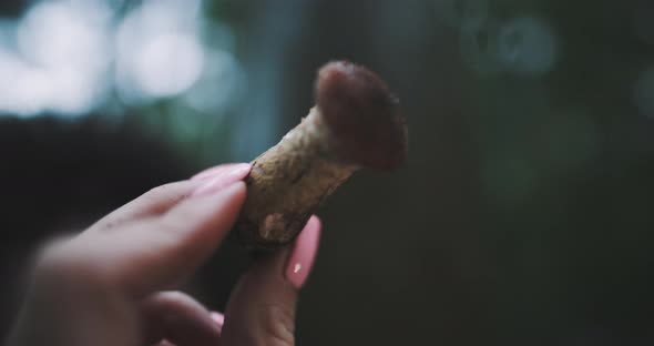 Girl with pink nails  examines mushroom