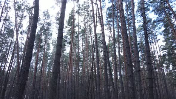 Trees in a Pine Forest During the Day Aerial View