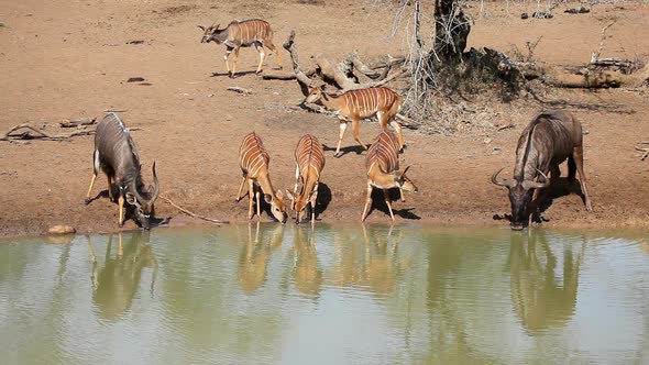 Nyala Antelopes And Wildebeest Drinking Water