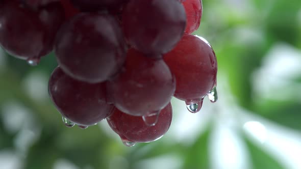 Water splashing on grapes in slow motion; shot on Phantom Flex 4K at 1000 fps alt