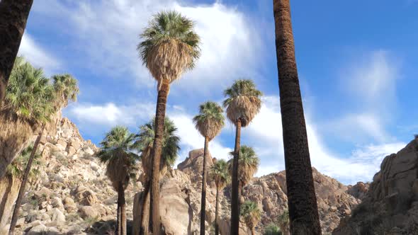 Panorama From The Bottom Up Oasis With Palm Trees In The Desert