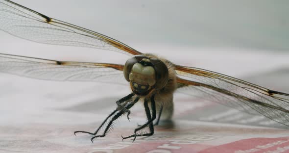 Full shot of a two-spotted dragonfly sitting on a table. Static shot with shallow depth of field.