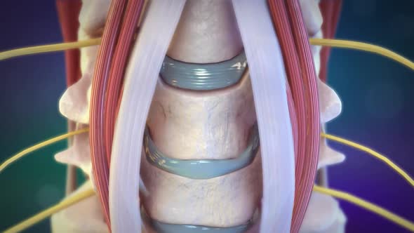 Human Spine In Details. Intervertebral Disc, Vertebral Foramen And Nerves