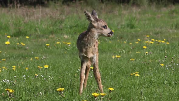 975063 Roe Deer, capreolus capreolus, Fawn in Blooming Meadow, Normandy, Real Time