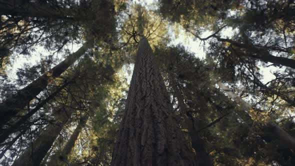 Wide angle rotation shot of Big Tree trunk surrounded by Treetop Branches in Ancient Cathedral Grove