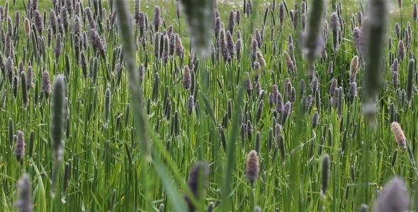 Meadow Grass (2 in 1) alt