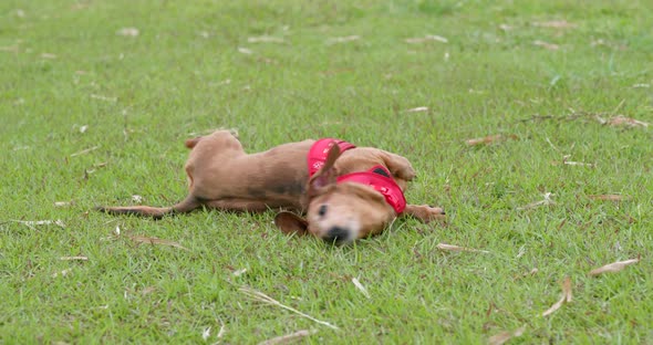 Dachshund dog play in the park