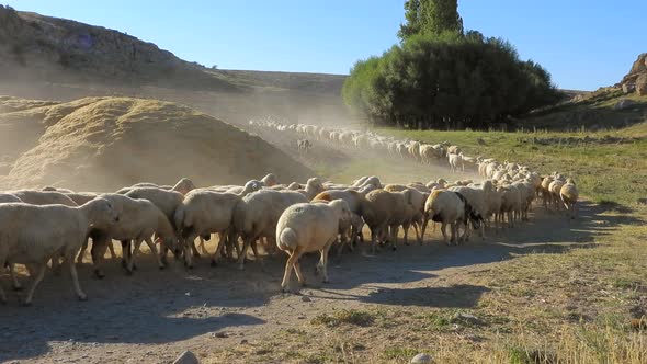 Long Flock of Sheep Makes Dust While Walking on S-shaped Curved Dirt Road