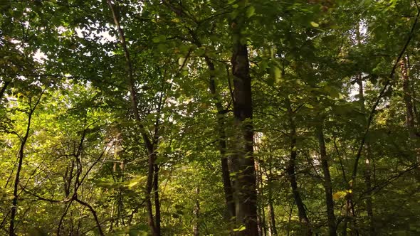 Trees in the Forest on an Autumn Day