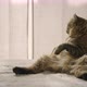 A young highland lynx cat sitting on a bed. A cat sitting like a human. A young highland lynx kitten - VideoHive Item for Sale