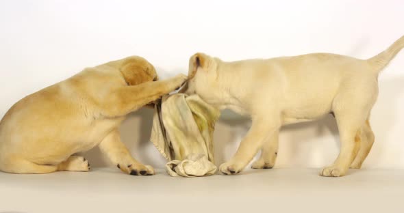 Yellow Labrador Retriever, Puppies Playing with a Dish Towel on White Background, Normandy