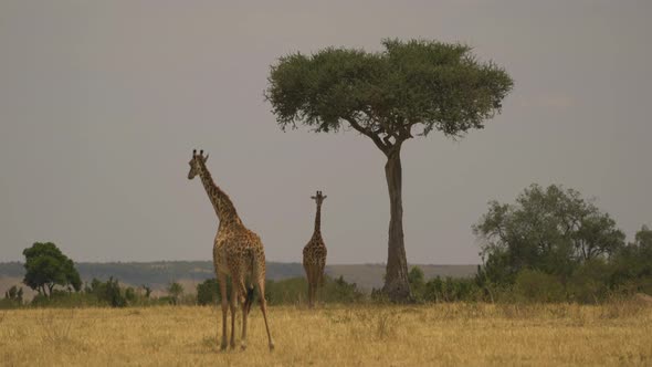 Giraffes near acacia tree in Masai Mara