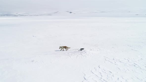 Fox Hunting For Mice