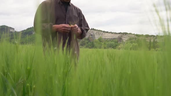 A Worried Middleaged Farmer Checks Grains in a Wheat Field for Fungal Diseases and Pests