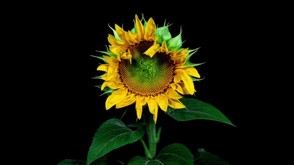 Yellow Sunflower Head Blooming in Time Lapse. Opening Flower on a Black Background from Bud