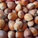 Many Unpeeled Hazelnut. Close Up Slow Dolly Shot. - VideoHive Item for Sale