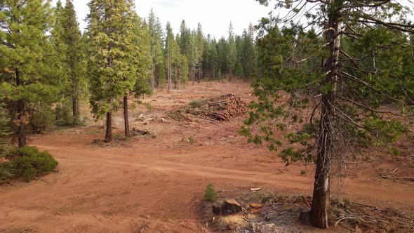 Aerial shot of a logged forest