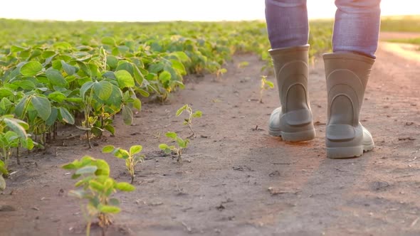 Rubber Boots of the Farmer Walking on a Dry Field