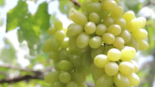 Close-up of green grapes in a wooden basket. Organic grape farming concept.