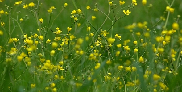 Wildflowers Color of Spring 1